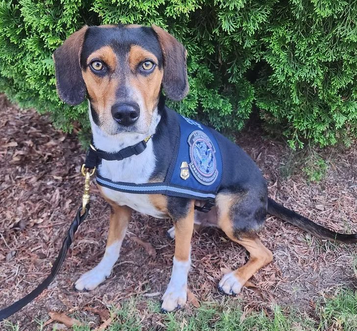 HSBR DOG FLASH IS NOW A WORKING HERO!